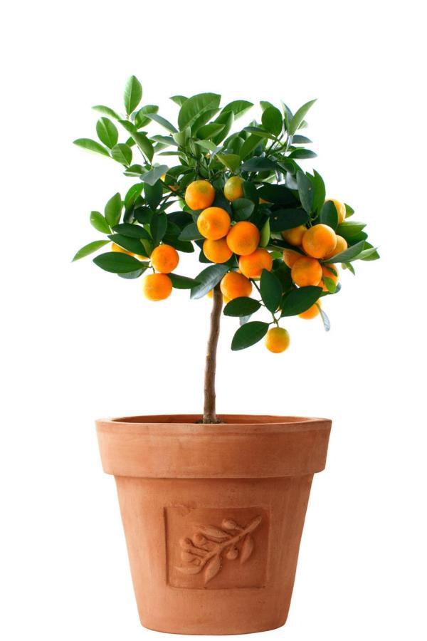 Orange Tree Garden Leilighet Trogir Eksteriør bilde
